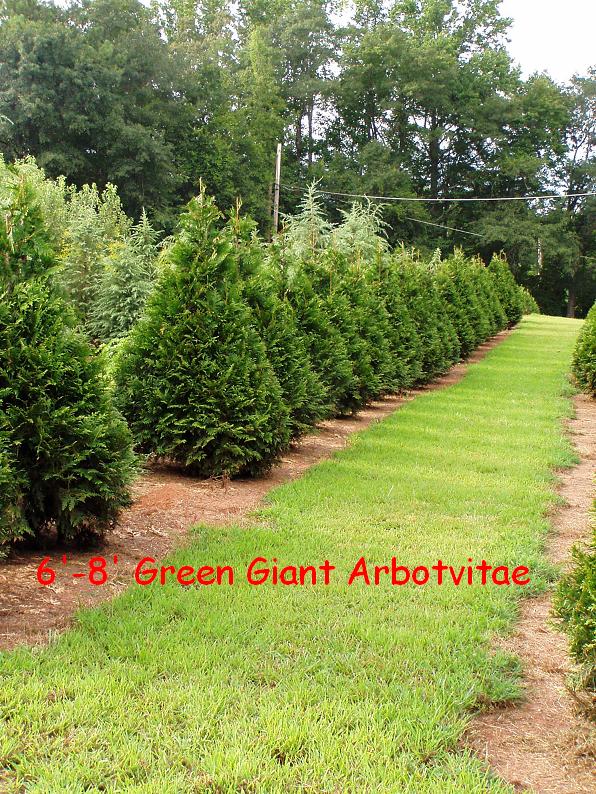 thuja-plicata-green-giant-western-red-cedar-giant-arborvitae
