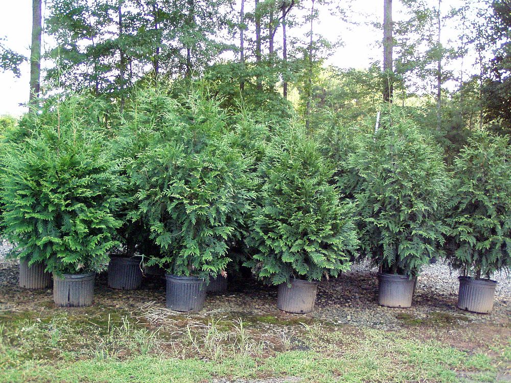 thuja-plicata-green-giant-western-red-cedar-giant-arborvitae