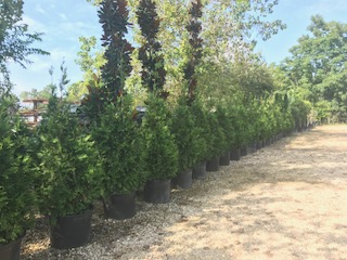 thuja-plicata-green-giant-western-red-cedar-giant-arborvitae