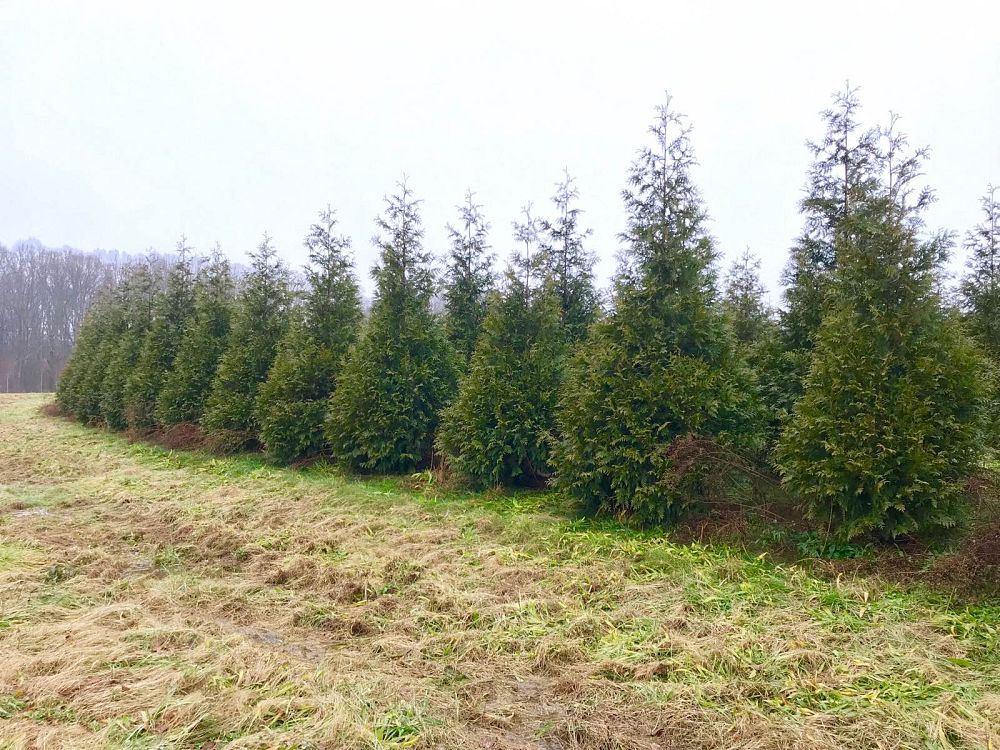 thuja-plicata-green-giant-western-red-cedar-giant-arborvitae