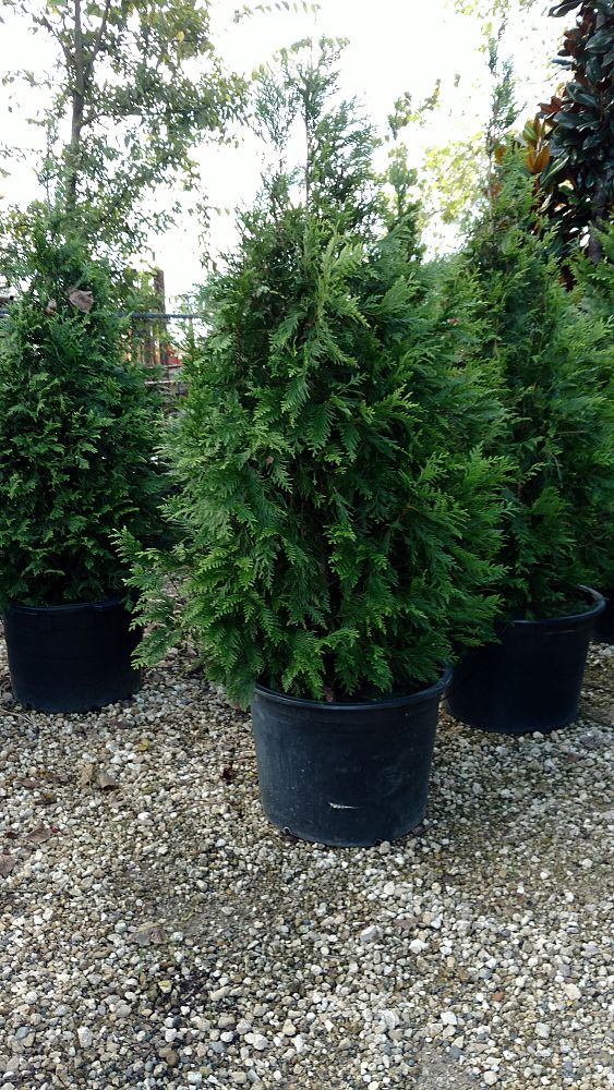 thuja-plicata-green-giant-western-red-cedar-giant-arborvitae