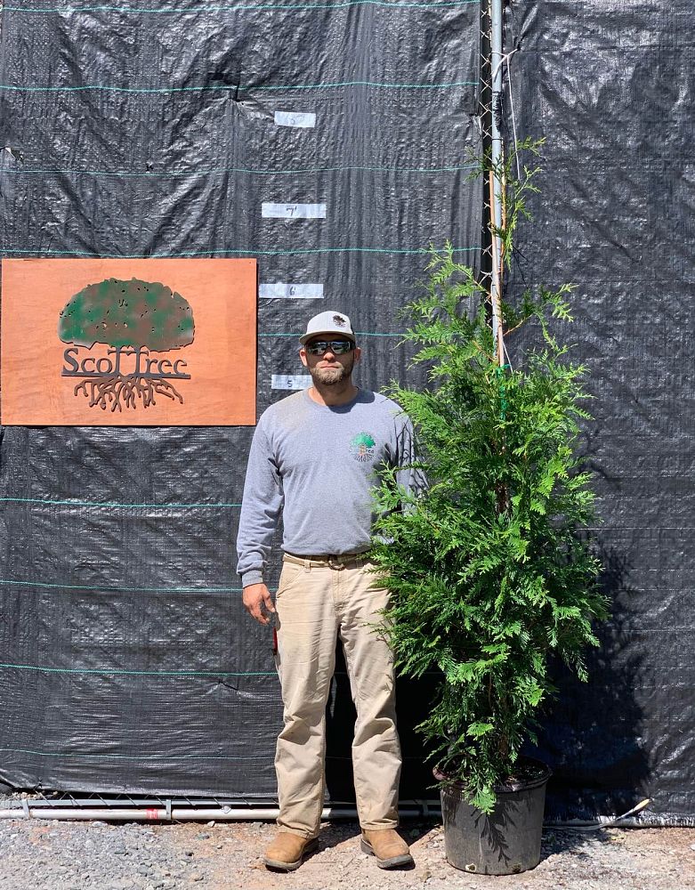 thuja-plicata-green-giant-western-red-cedar-giant-arborvitae
