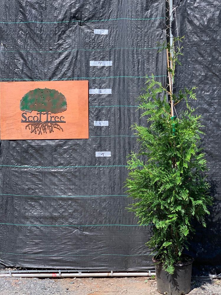 thuja-plicata-green-giant-western-red-cedar-giant-arborvitae