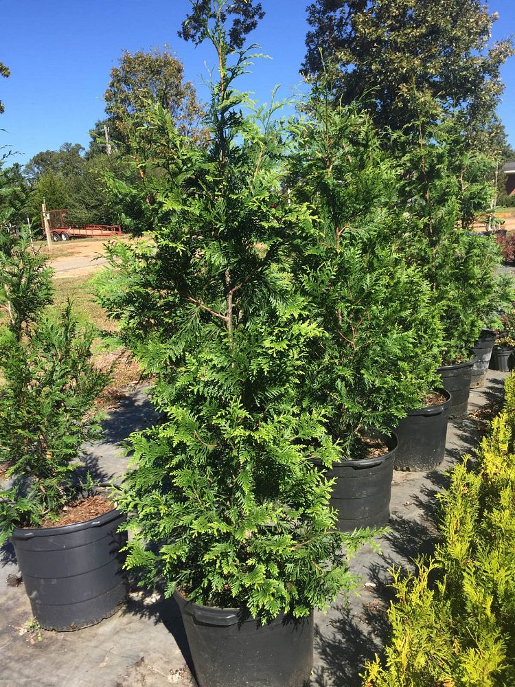 thuja-plicata-green-giant-western-red-cedar-giant-arborvitae