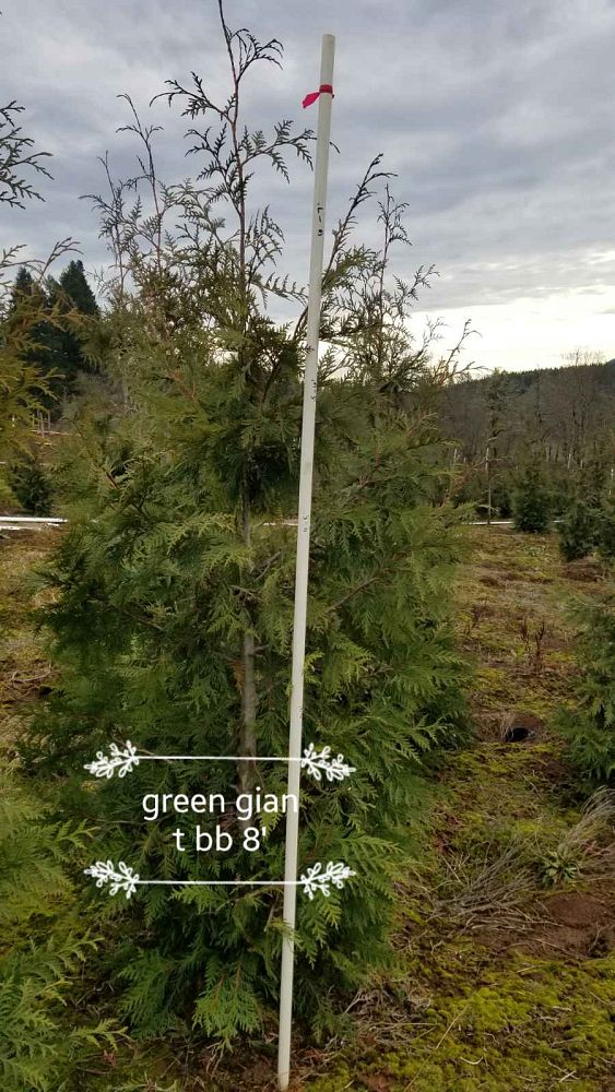 thuja-plicata-green-giant-western-red-cedar-giant-arborvitae