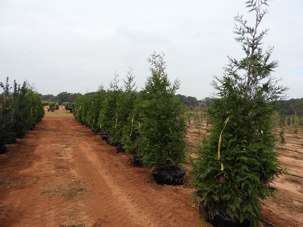 thuja-plicata-green-giant-western-red-cedar-giant-arborvitae