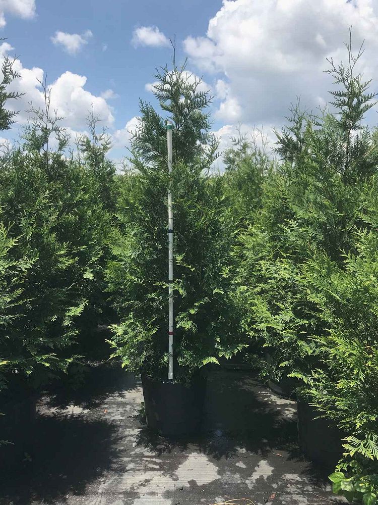 thuja-plicata-green-giant-western-red-cedar-giant-arborvitae