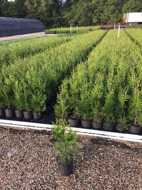 thuja-plicata-green-giant-western-red-cedar-giant-arborvitae