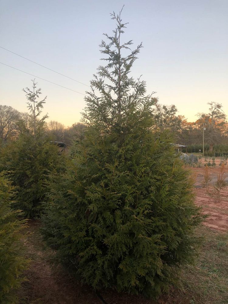 thuja-plicata-green-giant-western-red-cedar-giant-arborvitae