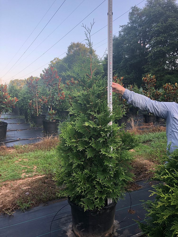 thuja-plicata-green-giant-western-red-cedar-giant-arborvitae