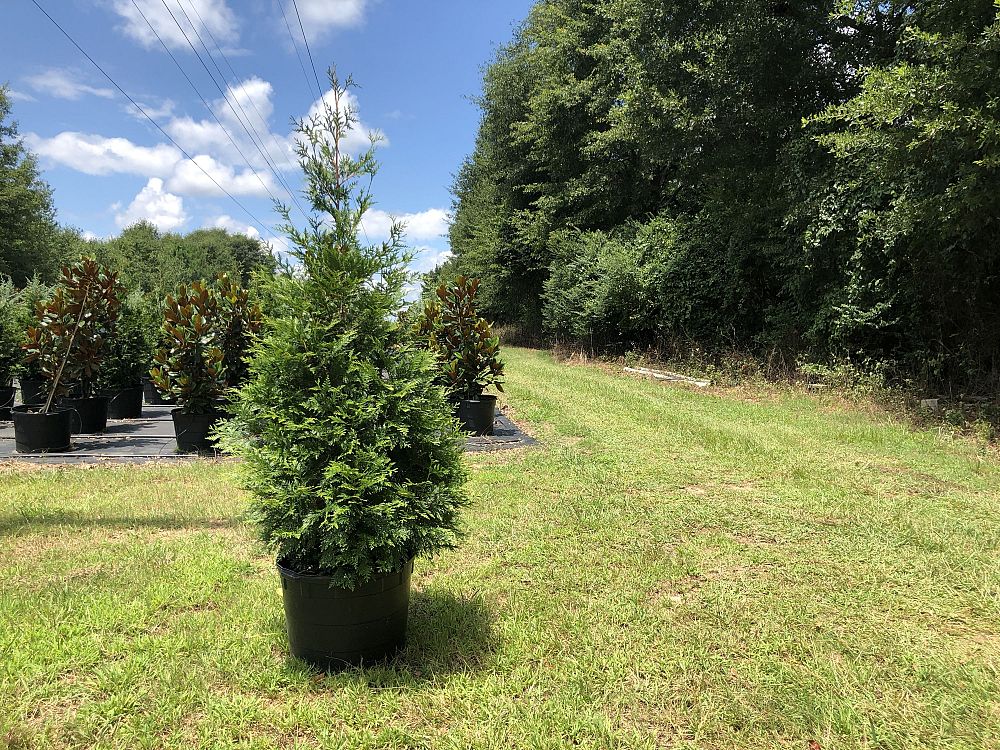 thuja-plicata-green-giant-western-red-cedar-giant-arborvitae