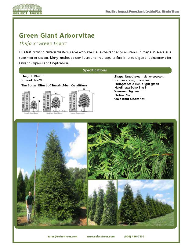 thuja-plicata-green-giant-western-red-cedar-giant-arborvitae