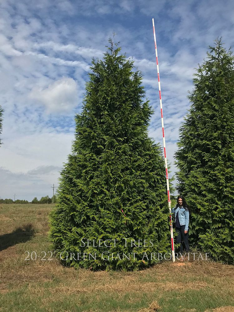thuja-plicata-green-giant-western-red-cedar-giant-arborvitae