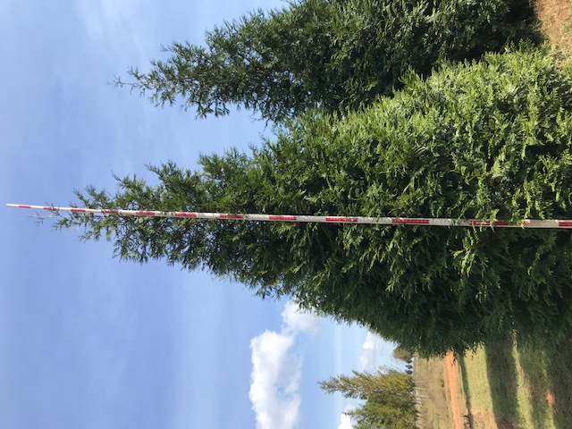 thuja-plicata-green-giant-western-red-cedar-giant-arborvitae