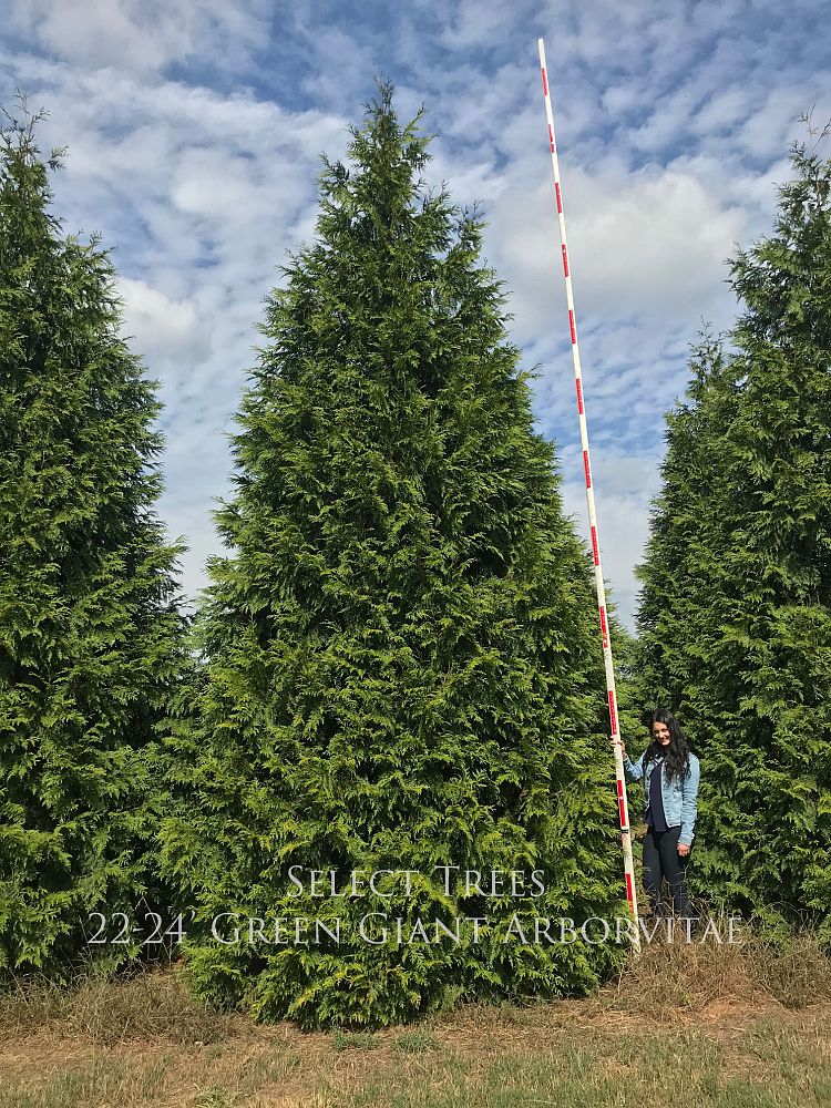 thuja-plicata-green-giant-western-red-cedar-giant-arborvitae