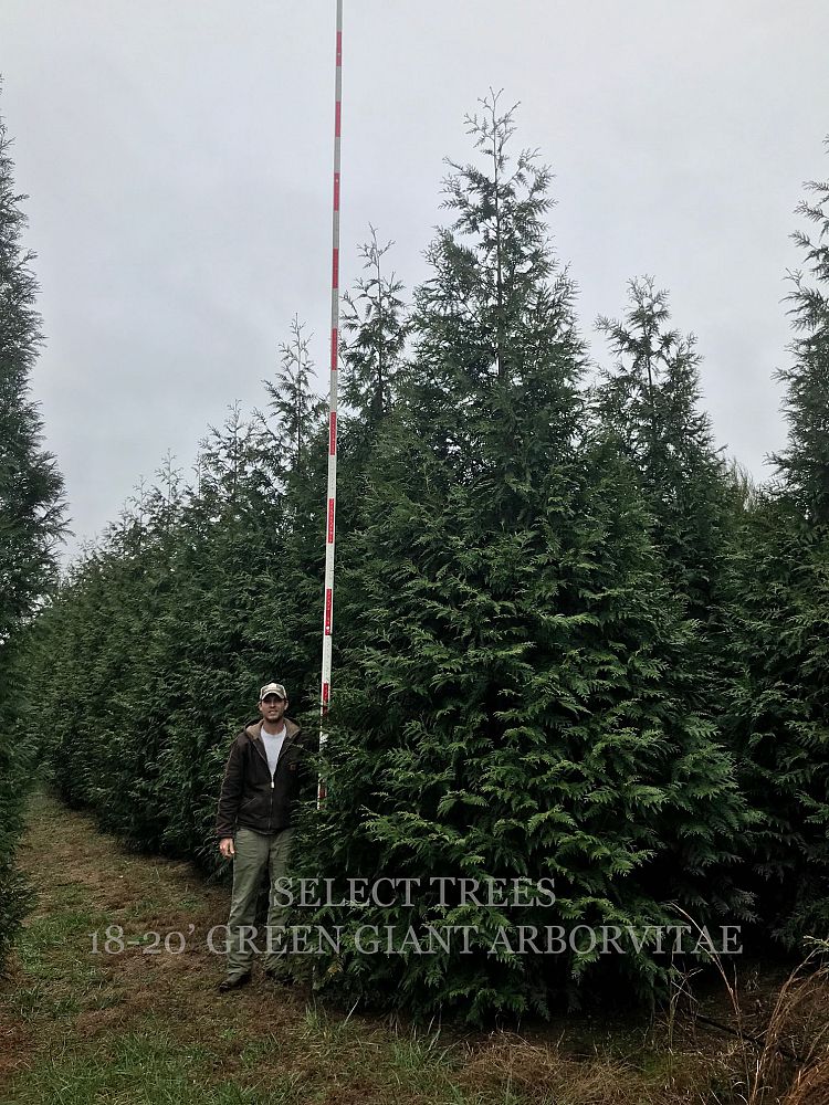 thuja-plicata-green-giant-western-red-cedar-giant-arborvitae