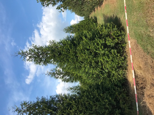 thuja-plicata-green-giant-western-red-cedar-giant-arborvitae