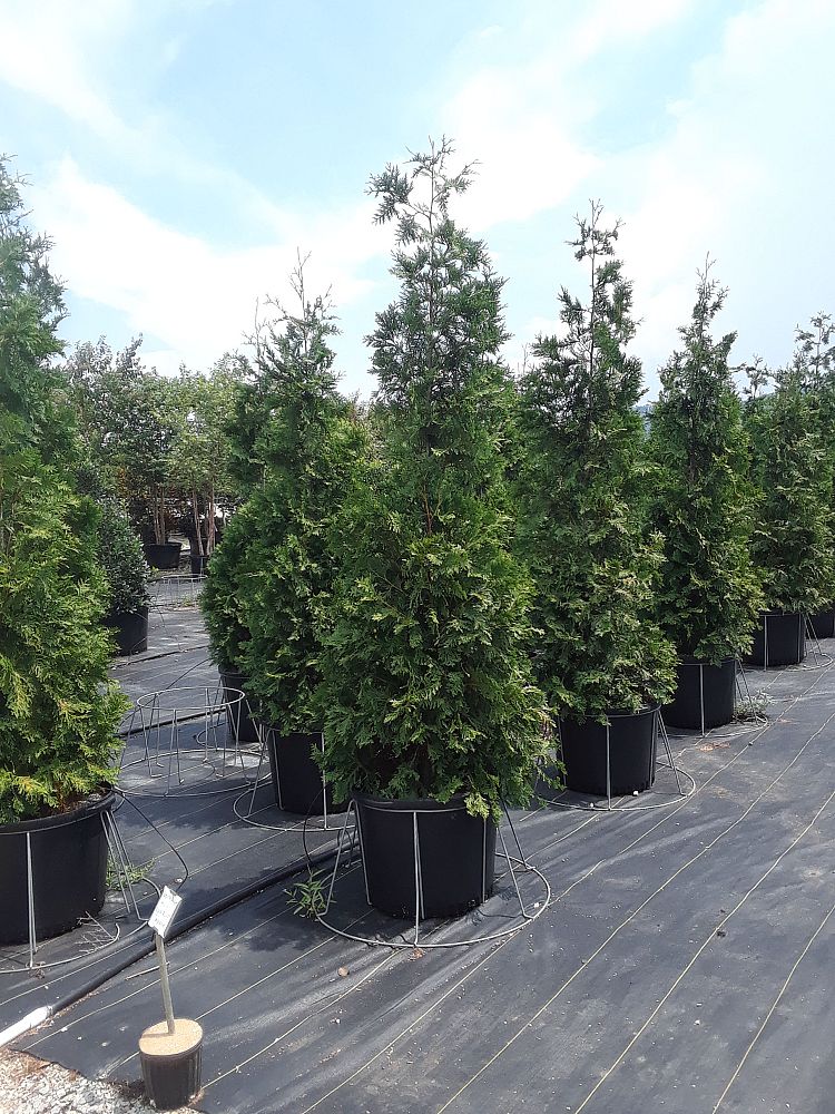 thuja-plicata-green-giant-western-red-cedar-giant-arborvitae