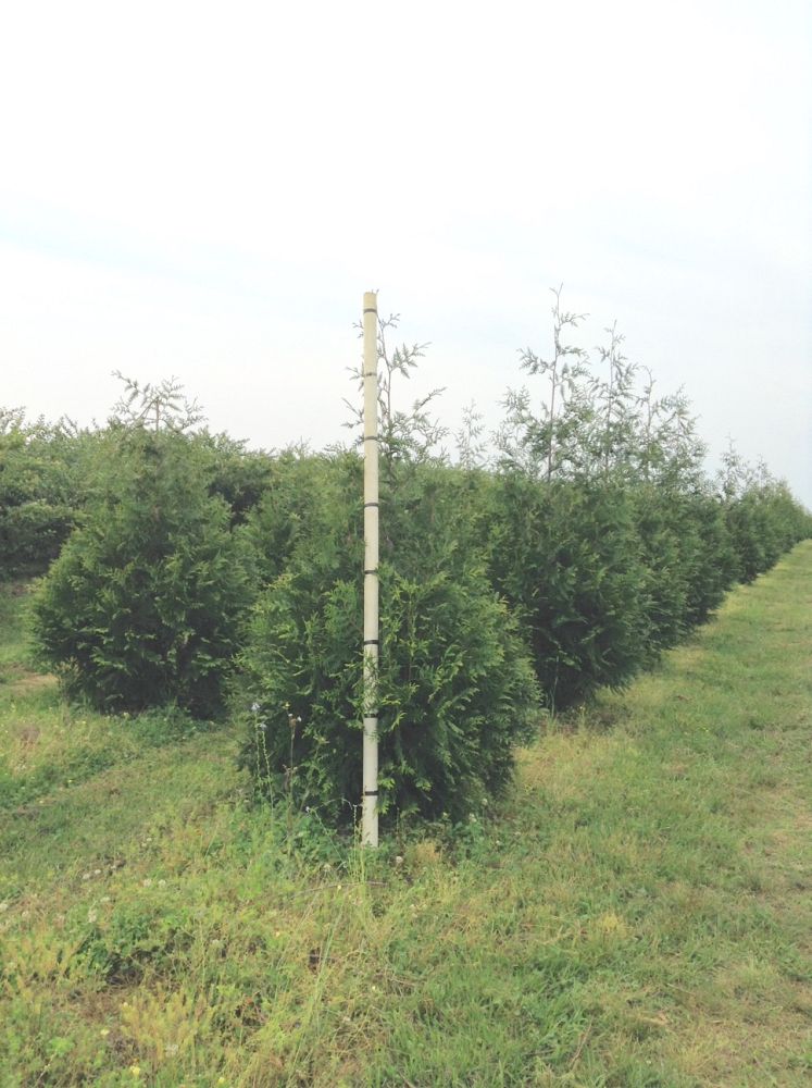 thuja-plicata-green-giant-western-red-cedar-giant-arborvitae