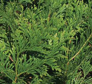 thuja-plicata-green-giant-western-red-cedar-giant-arborvitae