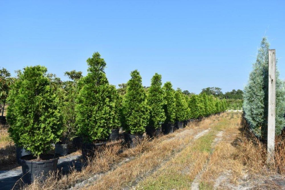 thuja-plicata-green-giant-western-red-cedar-giant-arborvitae