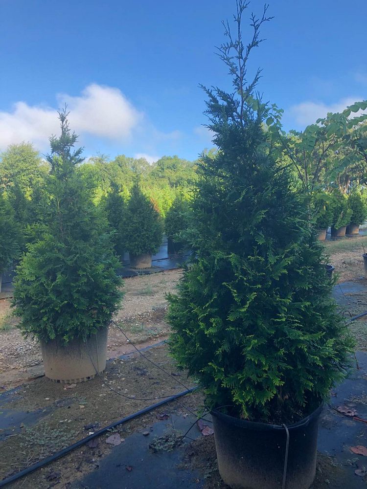 thuja-plicata-green-giant-western-red-cedar-giant-arborvitae
