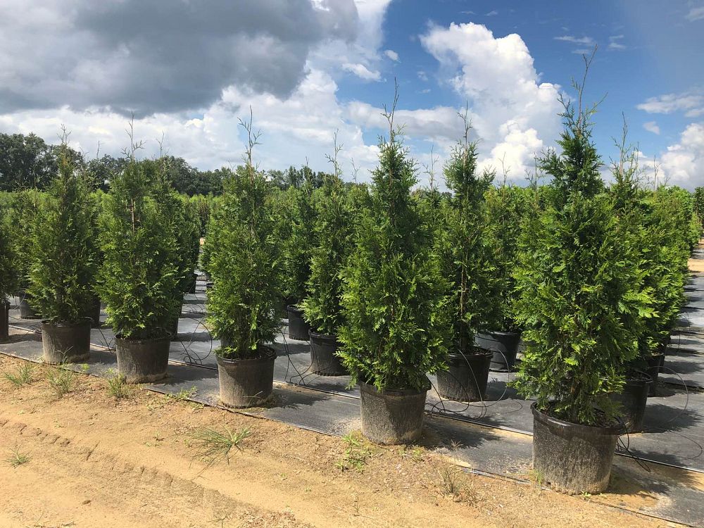 thuja-plicata-green-giant-western-red-cedar-giant-arborvitae