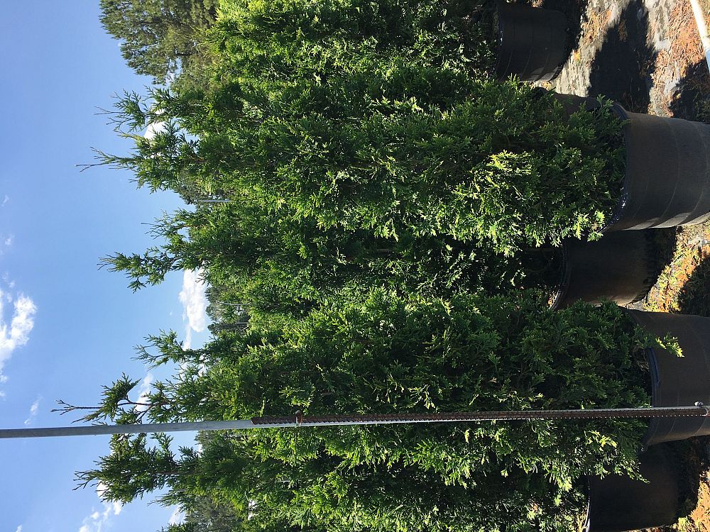 thuja-plicata-green-giant-western-red-cedar-giant-arborvitae