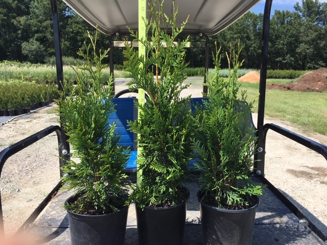 thuja-plicata-green-giant-western-red-cedar-giant-arborvitae