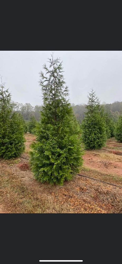 thuja-plicata-green-giant-western-red-cedar-giant-arborvitae