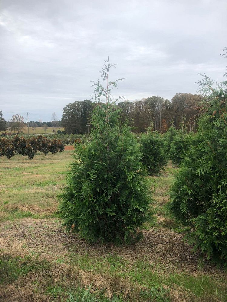 thuja-plicata-green-giant-western-red-cedar-giant-arborvitae