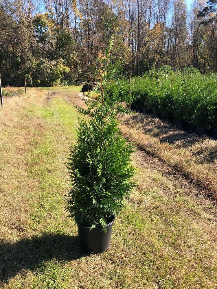 thuja-plicata-green-giant-western-red-cedar-giant-arborvitae