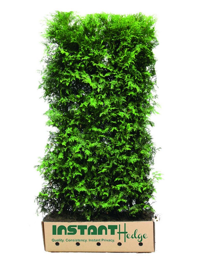 thuja-plicata-green-giant-western-red-cedar-giant-arborvitae