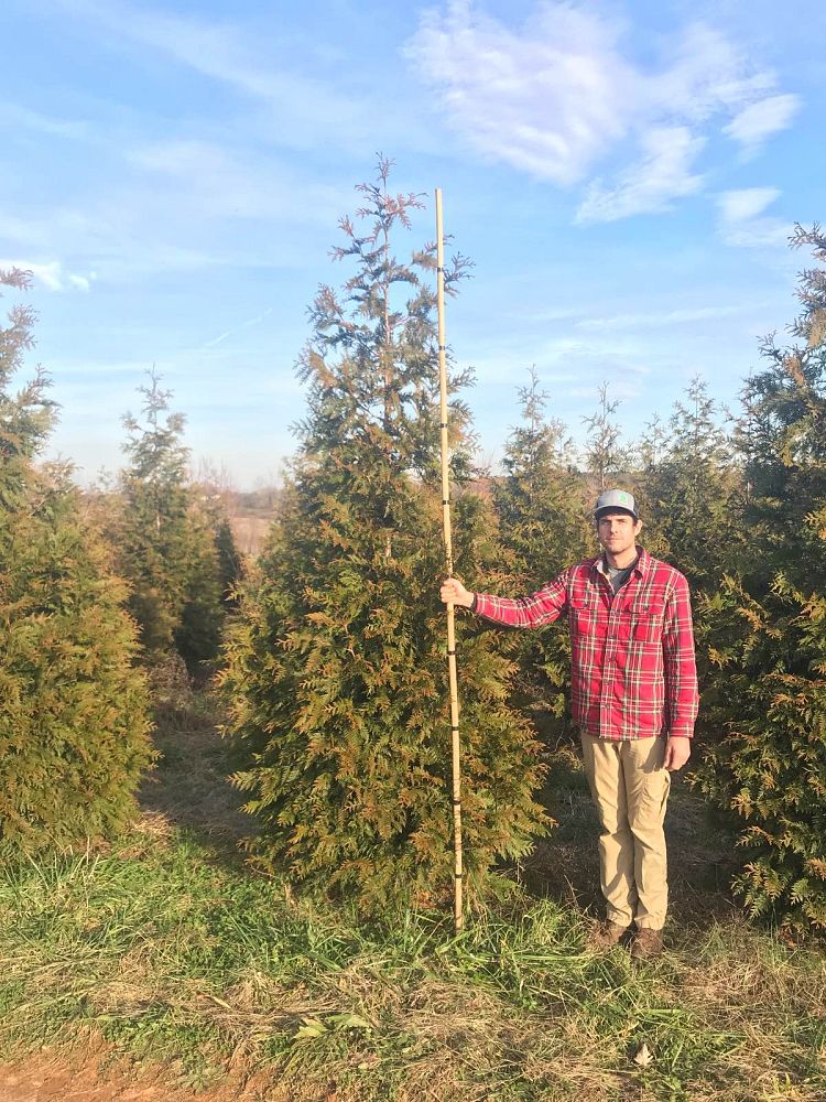thuja-plicata-green-giant-western-red-cedar-giant-arborvitae