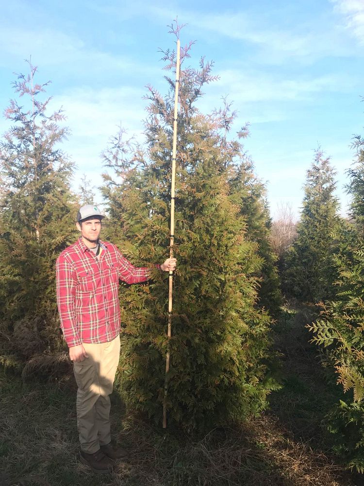 thuja-plicata-green-giant-western-red-cedar-giant-arborvitae