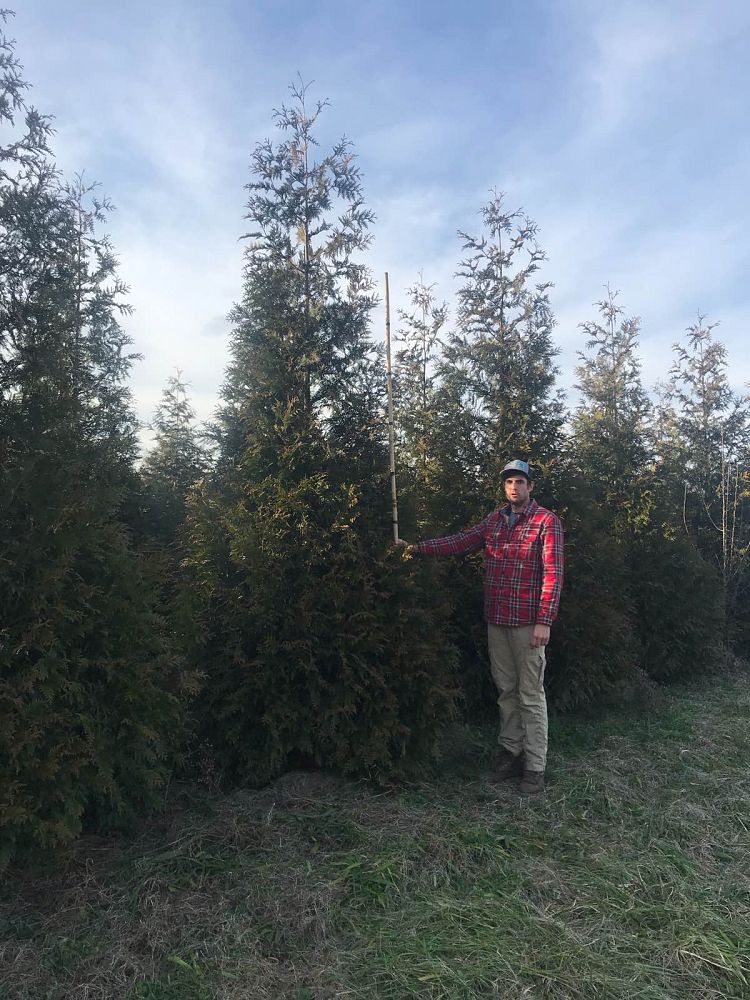 thuja-plicata-green-giant-western-red-cedar-giant-arborvitae