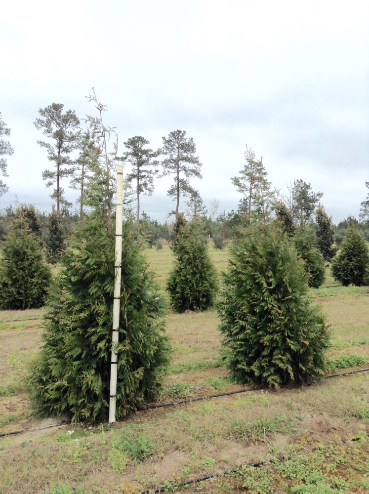 thuja-plicata-green-giant-western-red-cedar-giant-arborvitae
