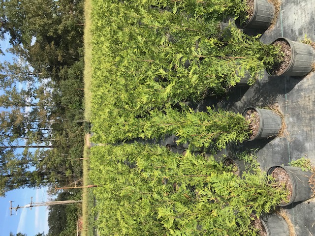 thuja-plicata-green-giant-western-red-cedar-giant-arborvitae