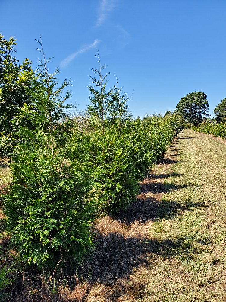 thuja-plicata-green-giant-western-red-cedar-giant-arborvitae