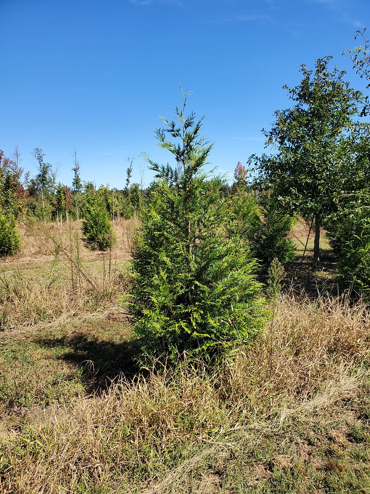 thuja-plicata-green-giant-western-red-cedar-giant-arborvitae