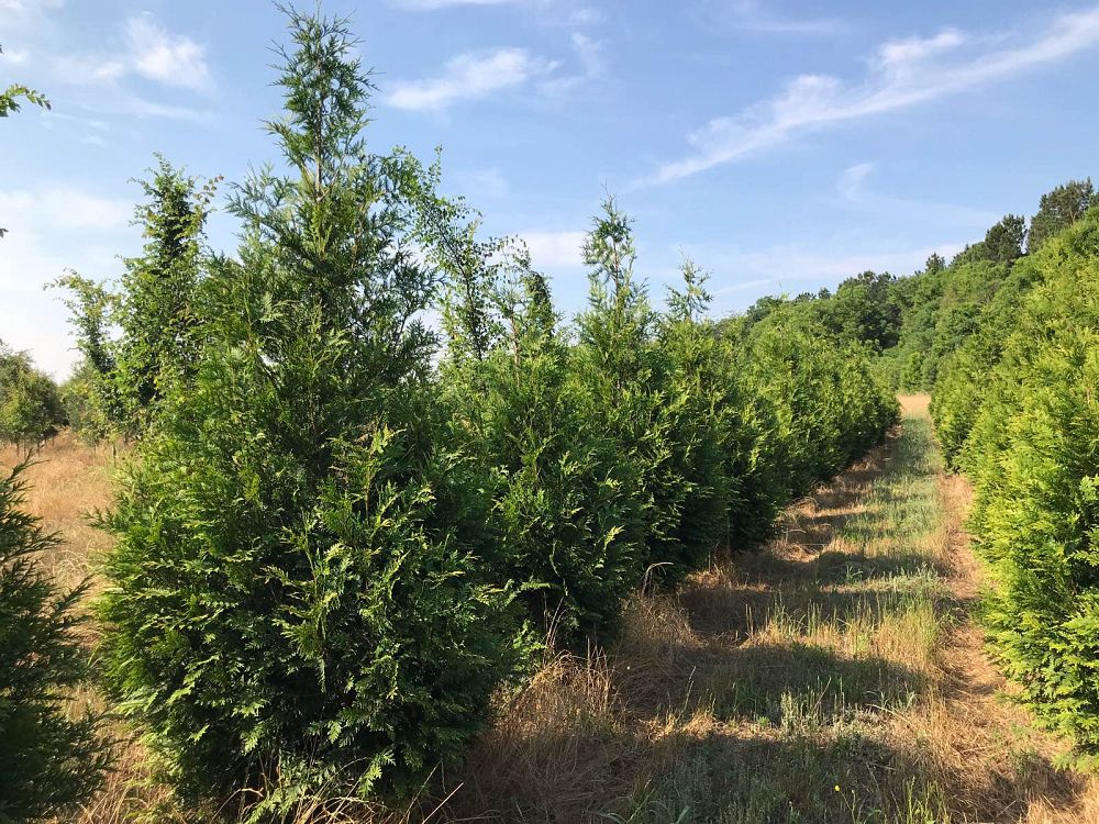 thuja-plicata-green-giant-western-red-cedar-giant-arborvitae