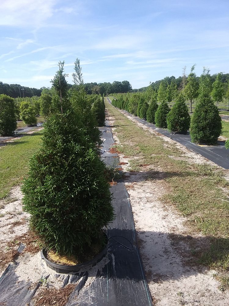 thuja-plicata-green-giant-western-red-cedar-giant-arborvitae
