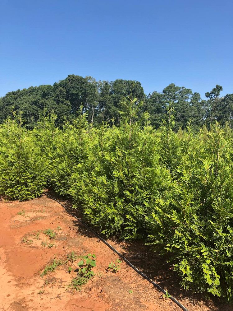 thuja-plicata-green-giant-western-red-cedar-giant-arborvitae