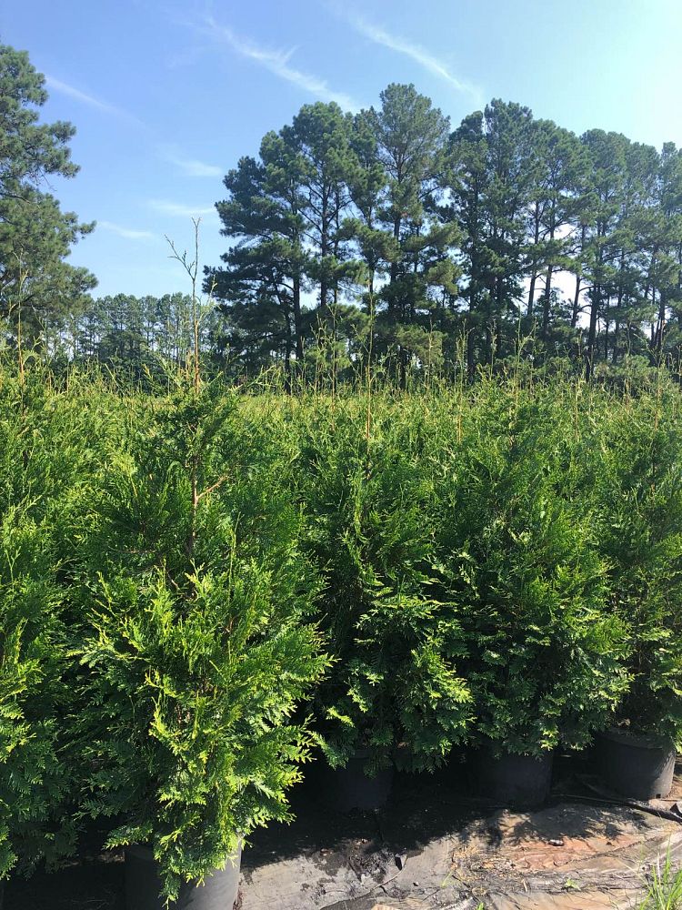 thuja-plicata-green-giant-western-red-cedar-giant-arborvitae