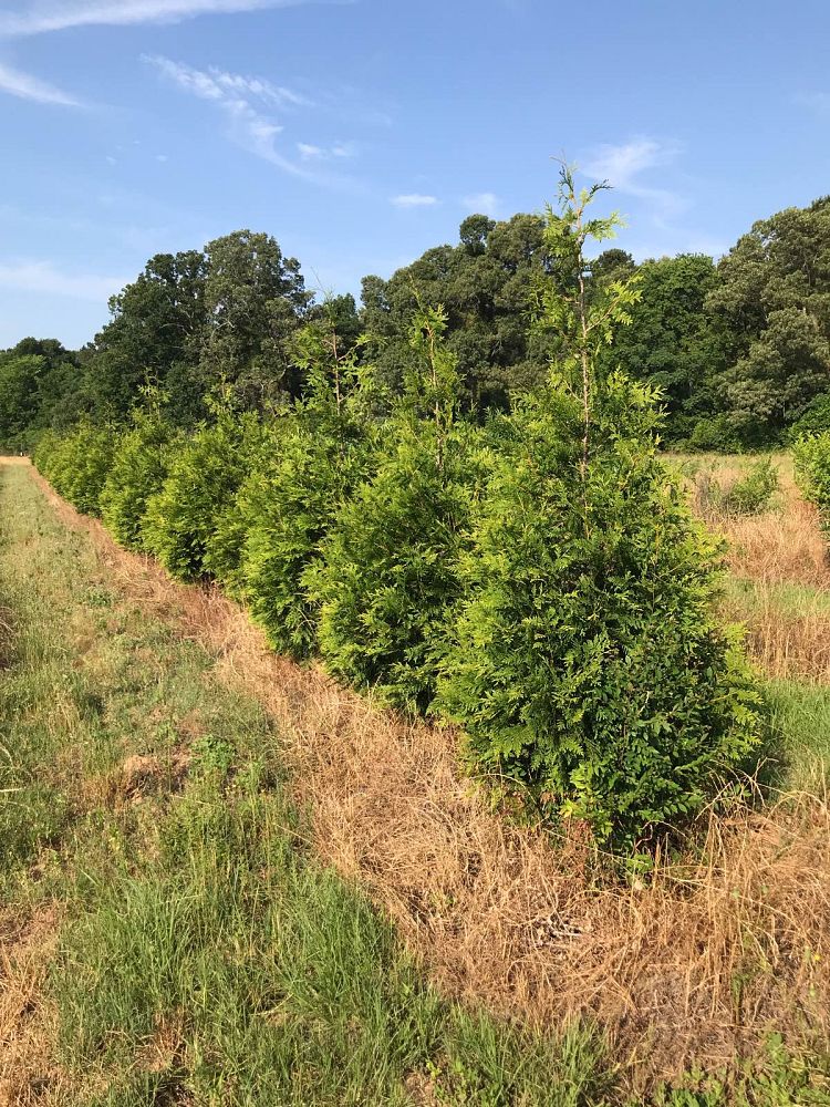 thuja-plicata-green-giant-western-red-cedar-giant-arborvitae