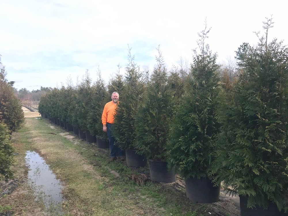 thuja-plicata-green-giant-western-red-cedar-giant-arborvitae