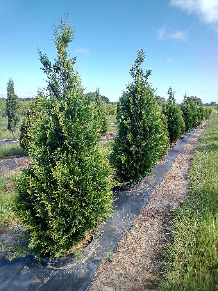 thuja-plicata-green-giant-western-red-cedar-giant-arborvitae