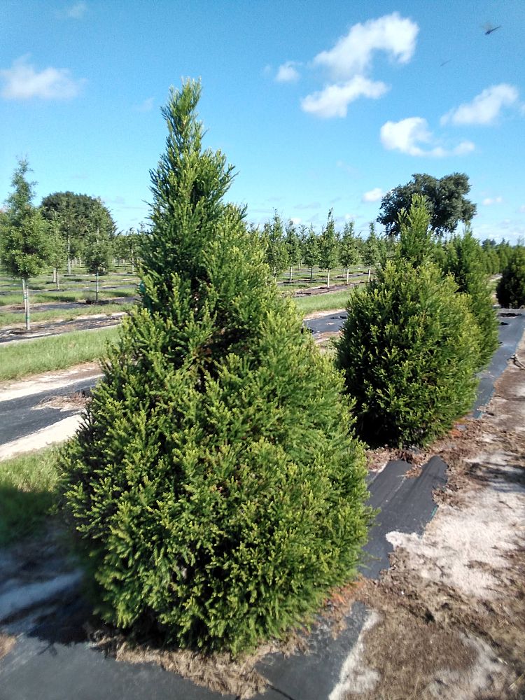 thuja-plicata-green-giant-western-red-cedar-giant-arborvitae