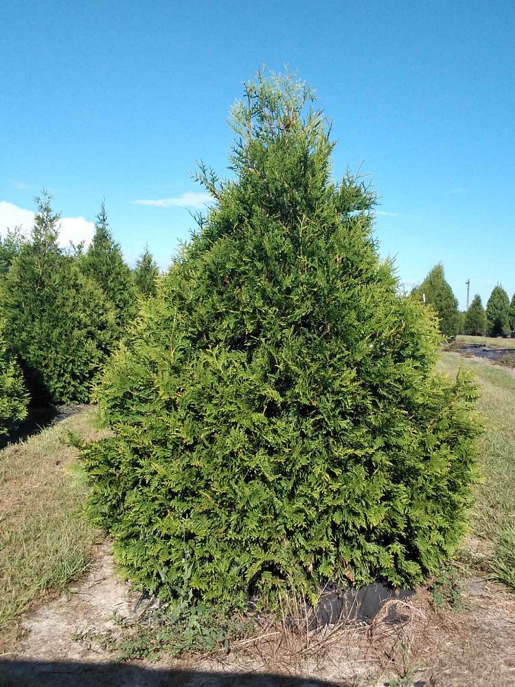 thuja-plicata-green-giant-western-red-cedar-giant-arborvitae
