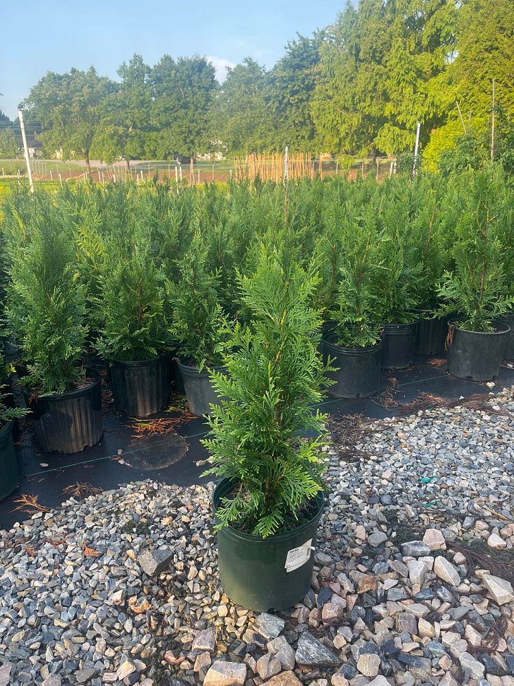 thuja-plicata-green-giant-western-red-cedar-giant-arborvitae